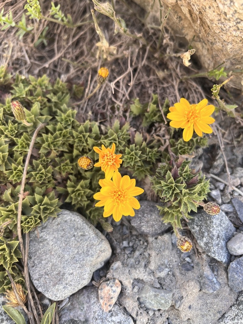Haplopappus anthylloides photo 5