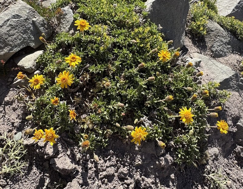 Haplopappus anthylloides photo 6