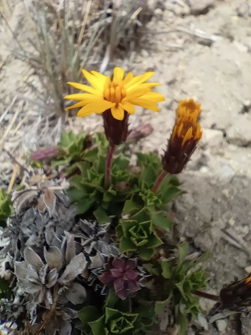 Haplopappus anthylloides photo 7