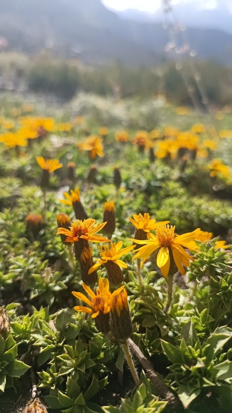 Haplopappus anthylloides photo 8