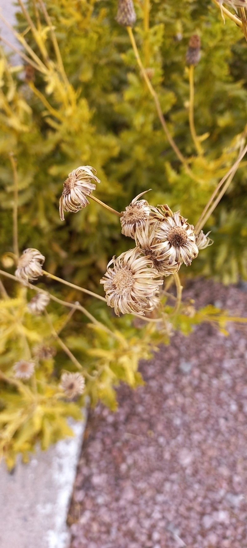 Haplopappus baylahuen photo 4