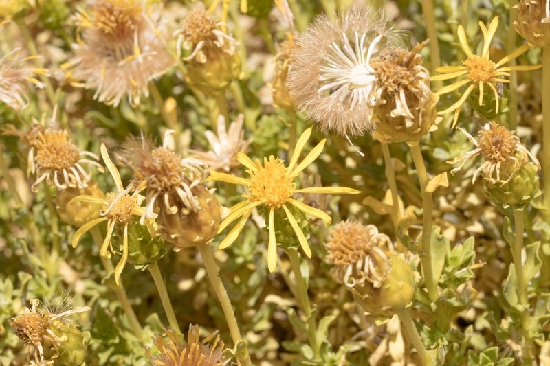 Haplopappus baylahuen photo 5