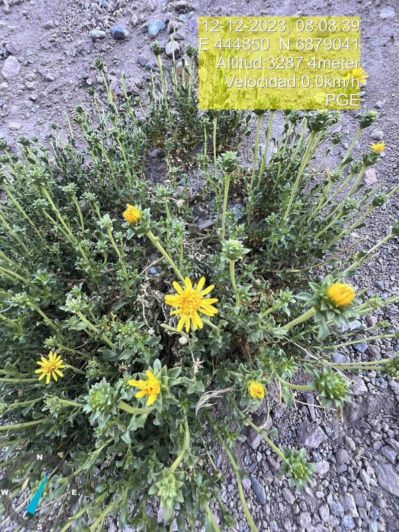 Haplopappus baylahuen photo 7