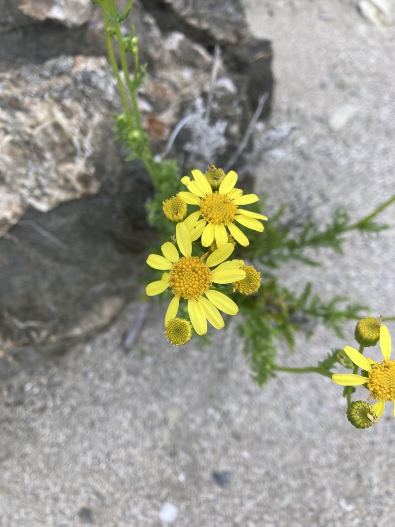 Haplopappus baylahuen photo 8