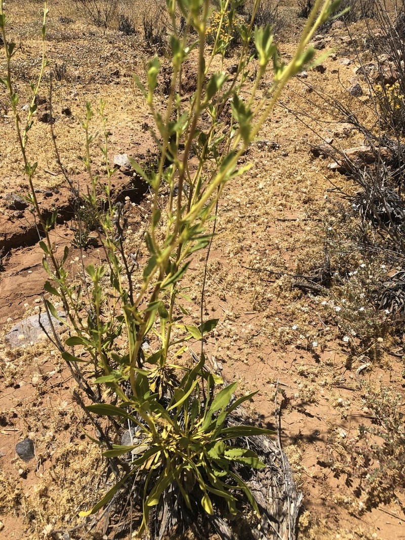 Haplopappus bezanillanus