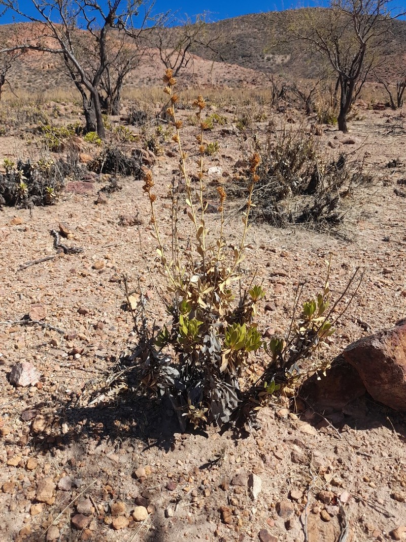 Haplopappus bezanillanus photo 2