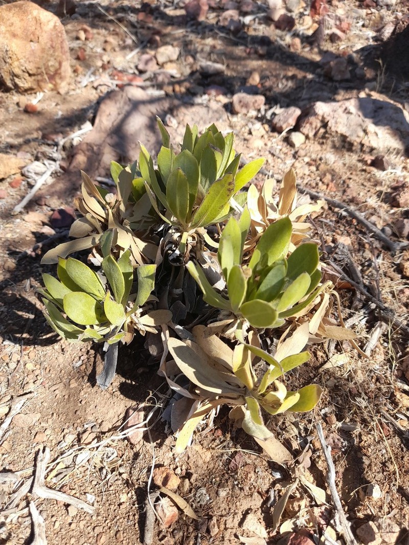 Haplopappus bezanillanus photo 3