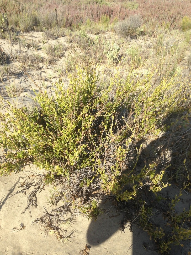 Haplopappus cerberoanus