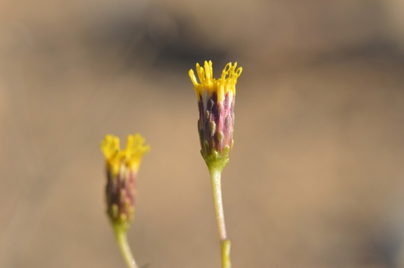 Haplopappus cerberoanus photo 2