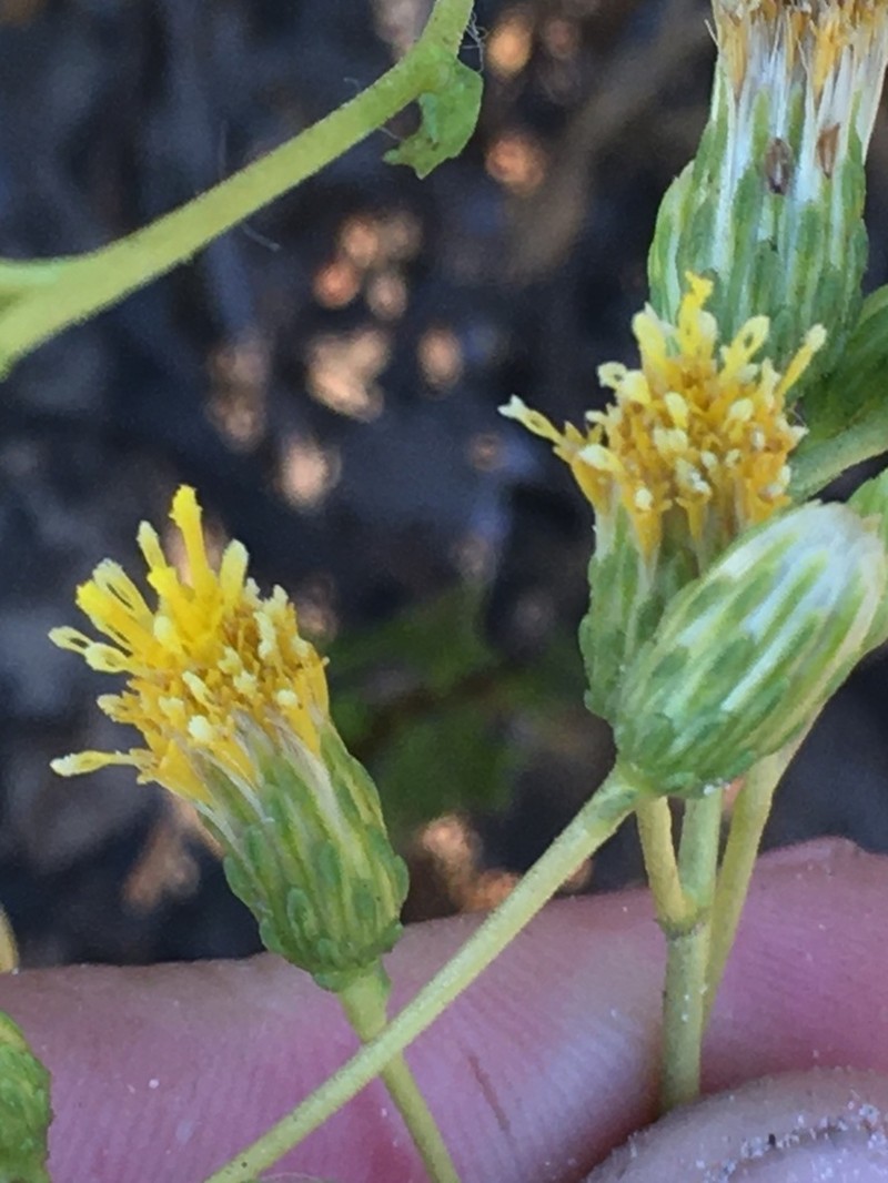 Haplopappus cerberoanus photo 3