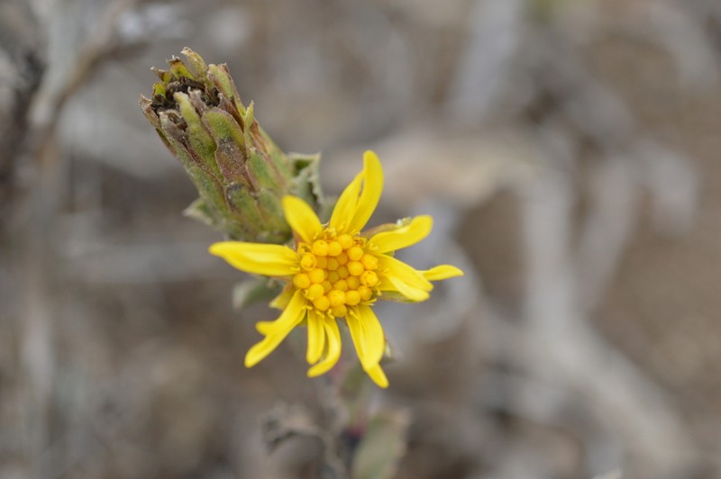 Haplopappus cerberoanus photo 5