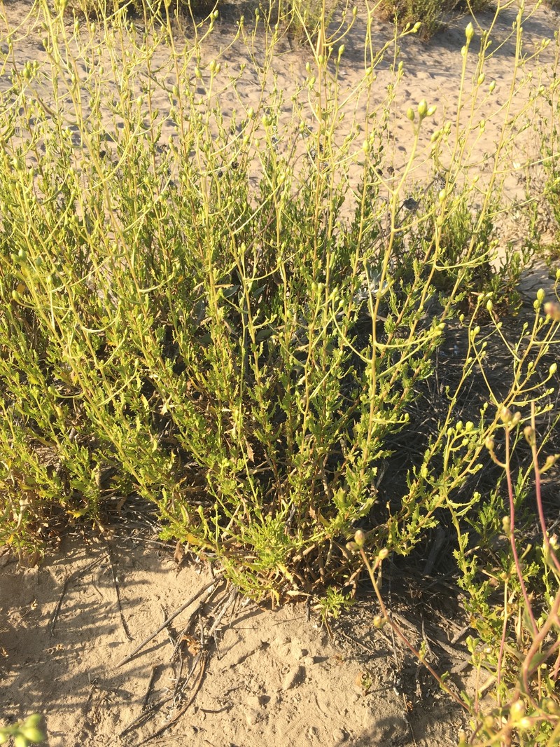 Haplopappus cerberoanus photo 7