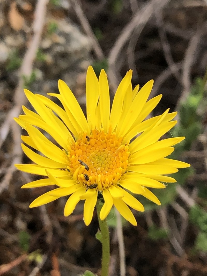 Haplopappus chrysanthemifolius