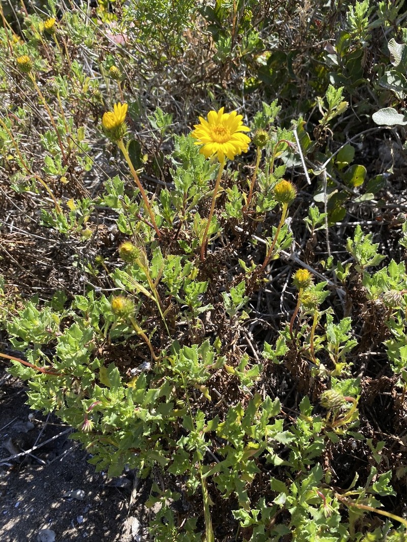 Haplopappus chrysanthemifolius photo 2