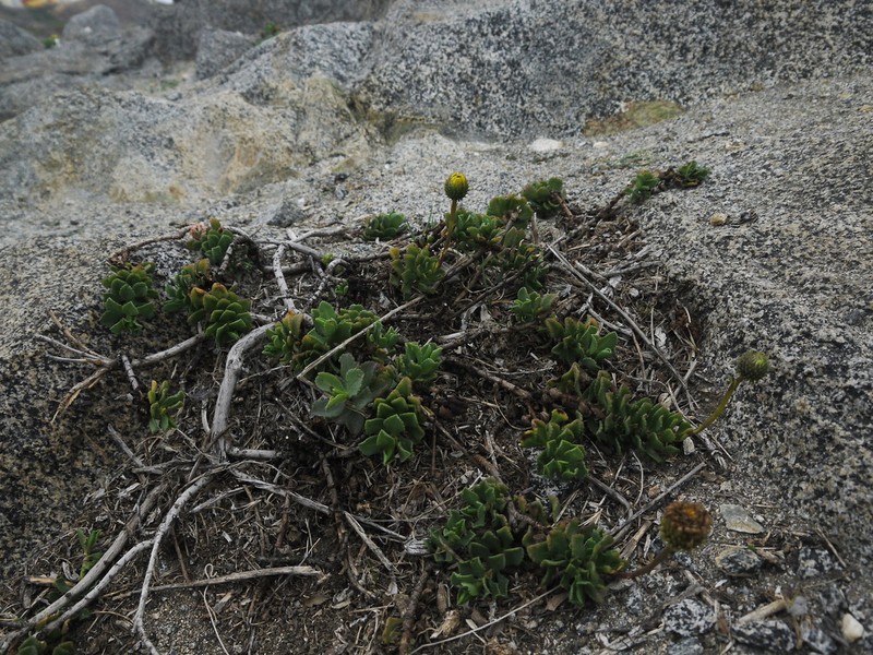 Haplopappus chrysanthemifolius photo 3