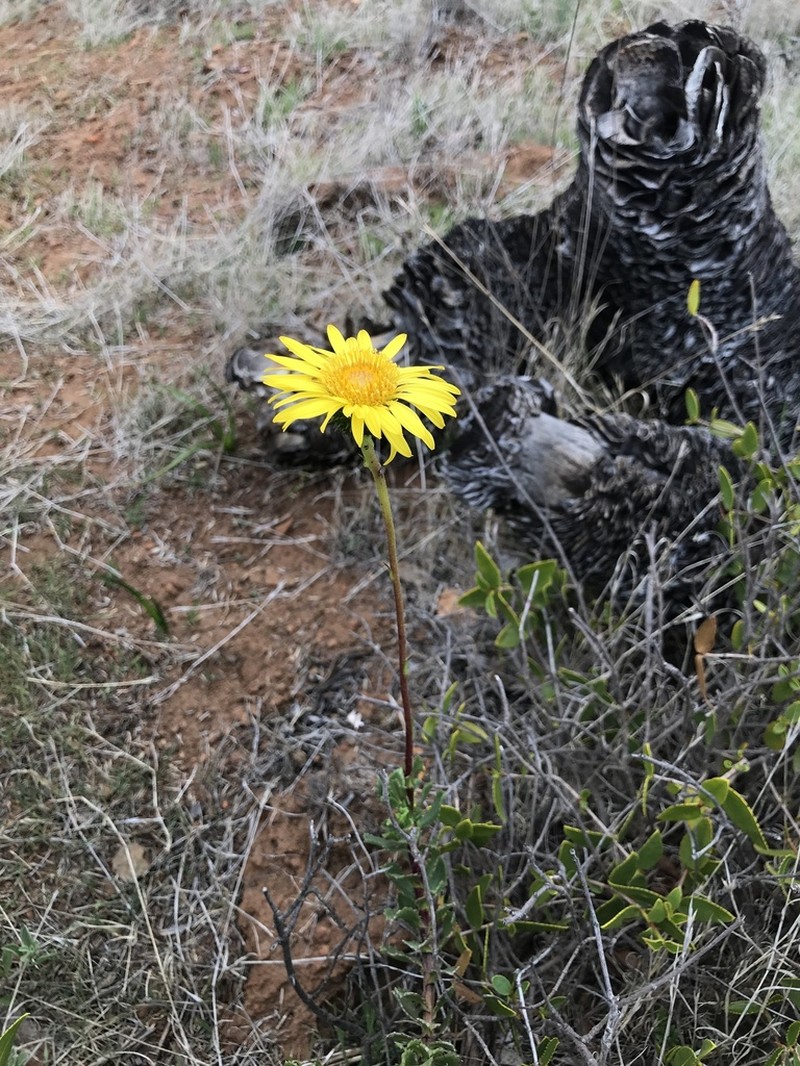 Haplopappus chrysanthemifolius photo 4