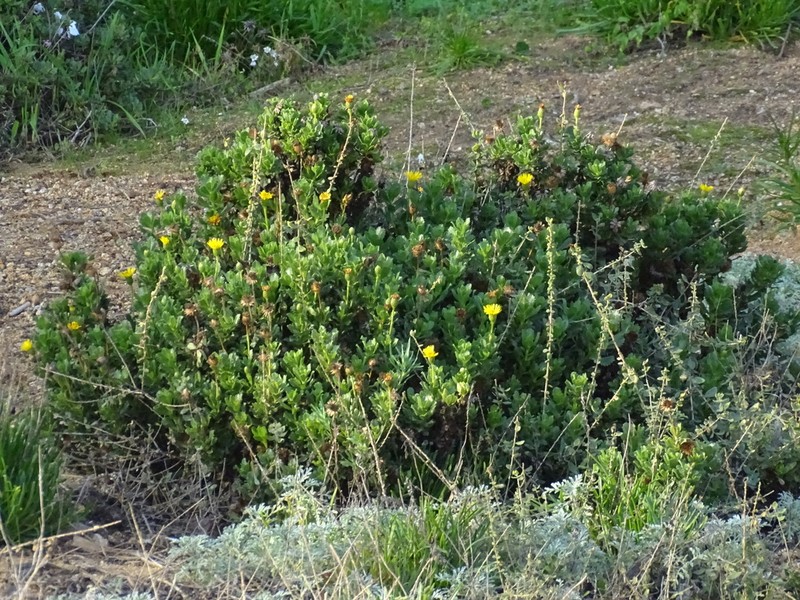 Haplopappus chrysanthemifolius photo 5