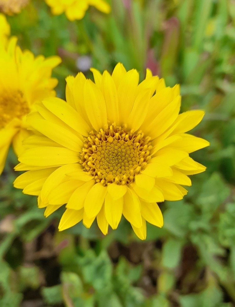 Haplopappus chrysanthemifolius photo 6