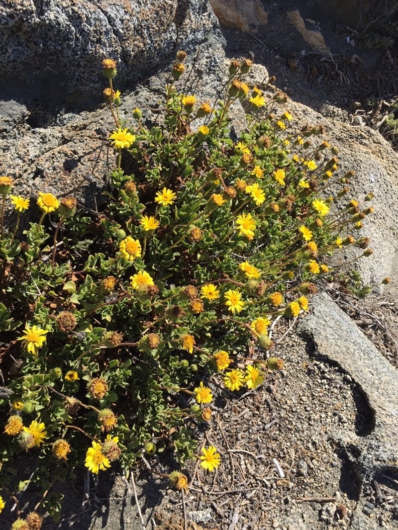 Haplopappus chrysanthemifolius photo 7