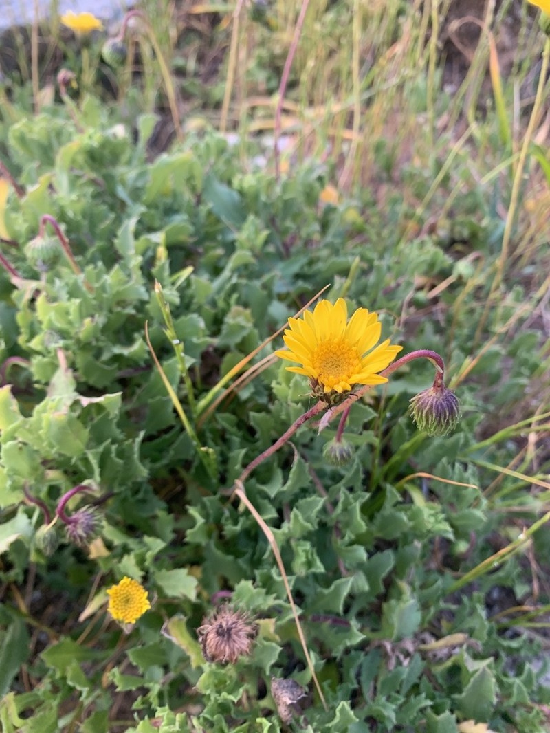 Haplopappus chrysanthemifolius photo 8