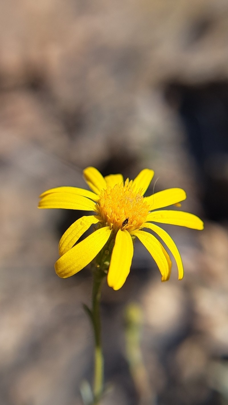 Haplopappus colliguayensis