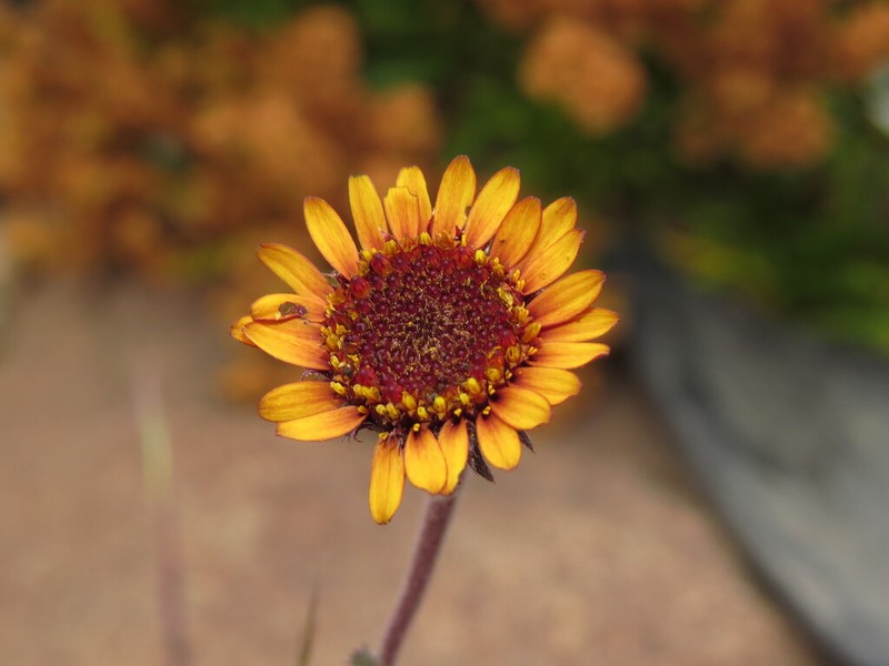 Haplopappus coquimbensis