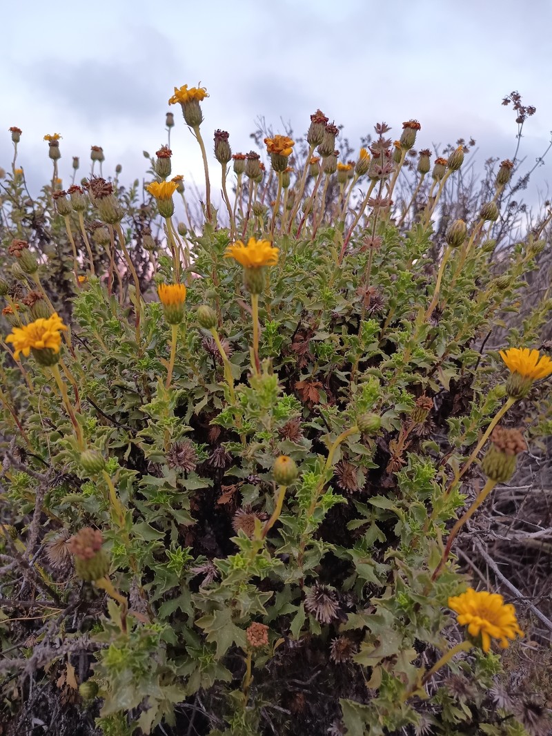 Haplopappus decurrens photo 2