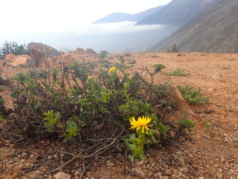 Haplopappus deserticola