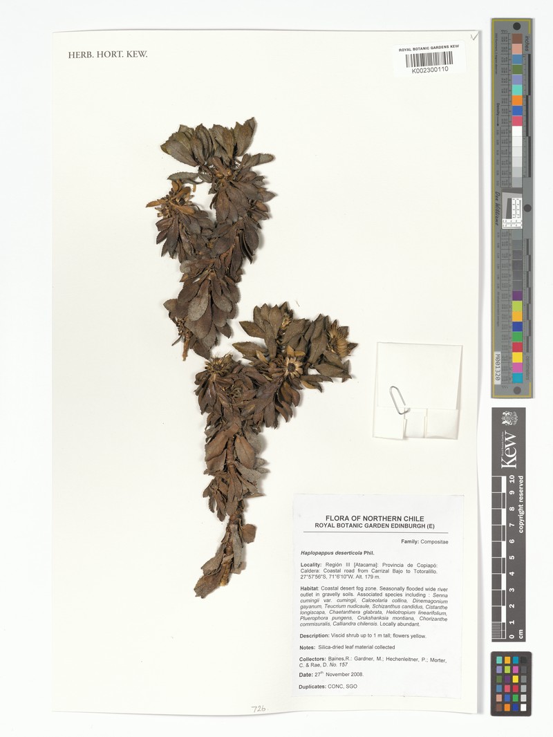 Haplopappus deserticola photo 2