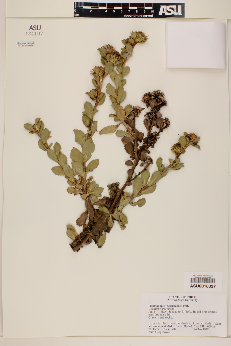 Haplopappus deserticola photo 3