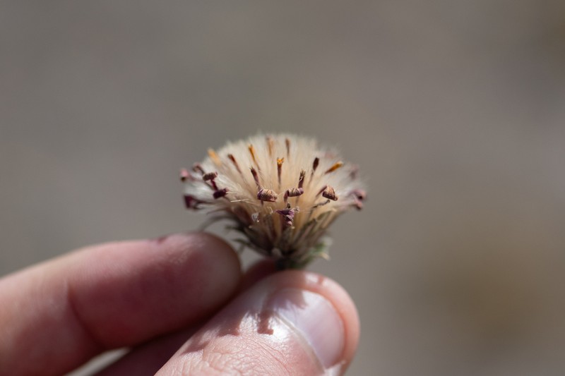 Haplopappus diplopappus