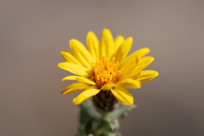 Haplopappus diplopappus photo 2