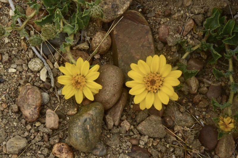 Haplopappus diplopappus photo 4