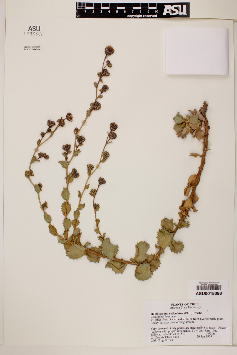 Haplopappus diplopappus subsp. diplopappus