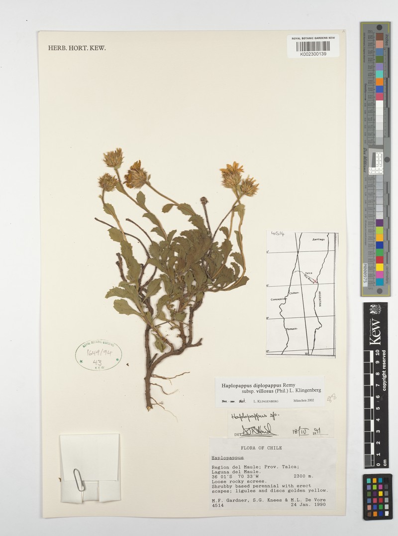 Haplopappus diplopappus subsp. villosus