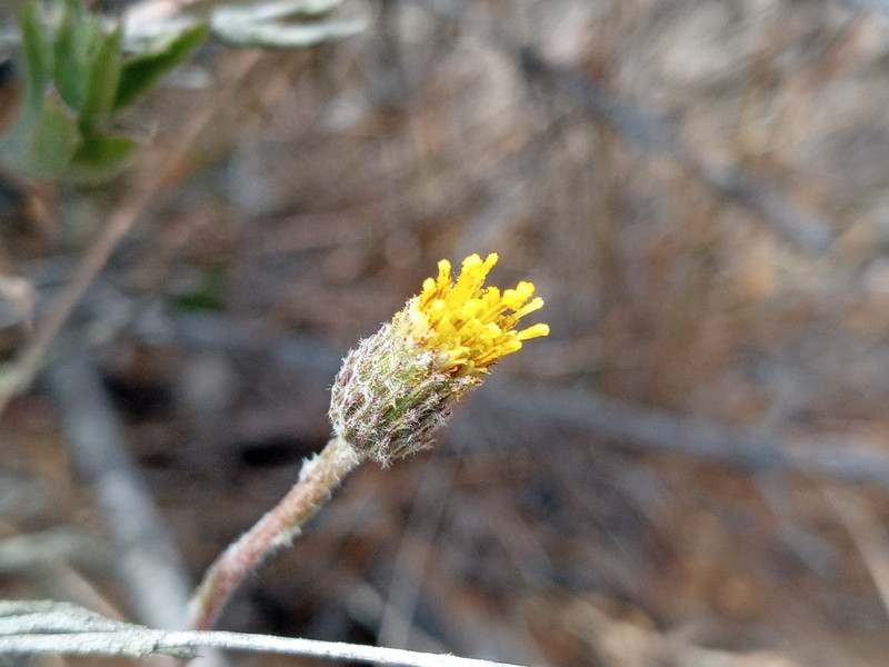 Haplopappus donianus