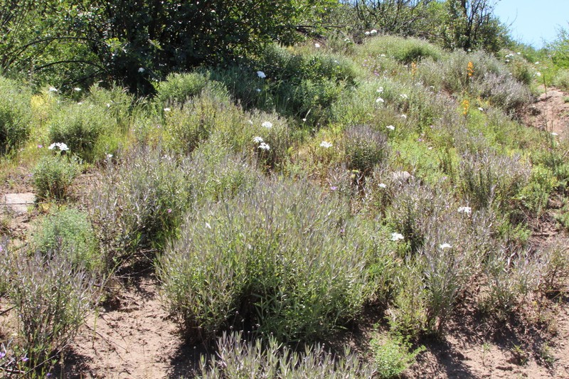 Haplopappus donianus photo 2