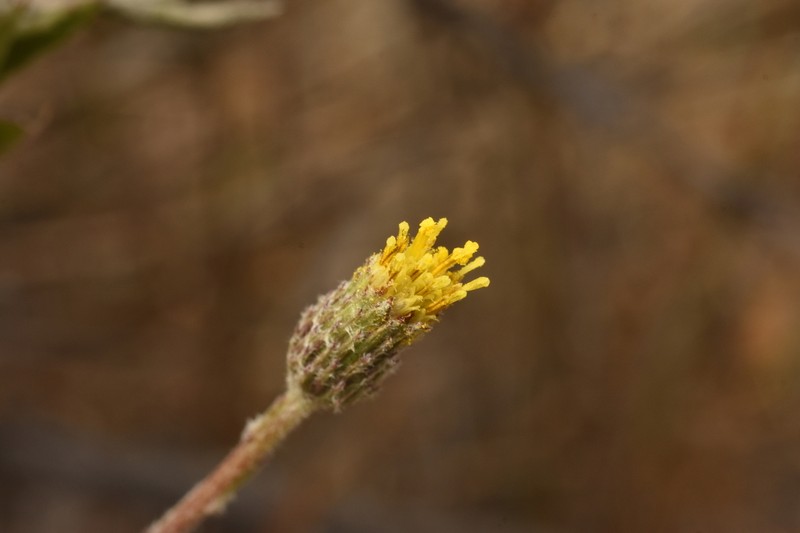 Haplopappus donianus photo 3