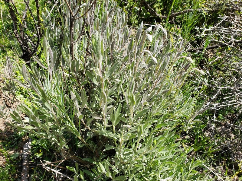 Haplopappus donianus photo 4