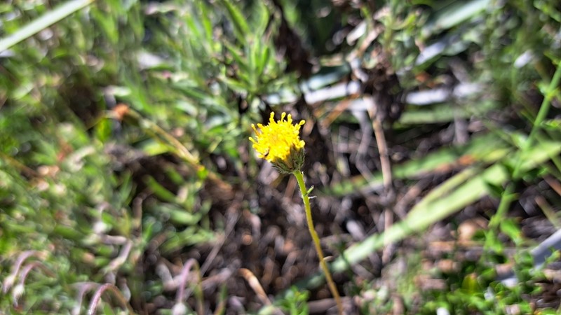 Haplopappus donianus photo 5