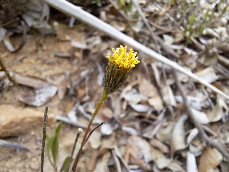Haplopappus donianus photo 6