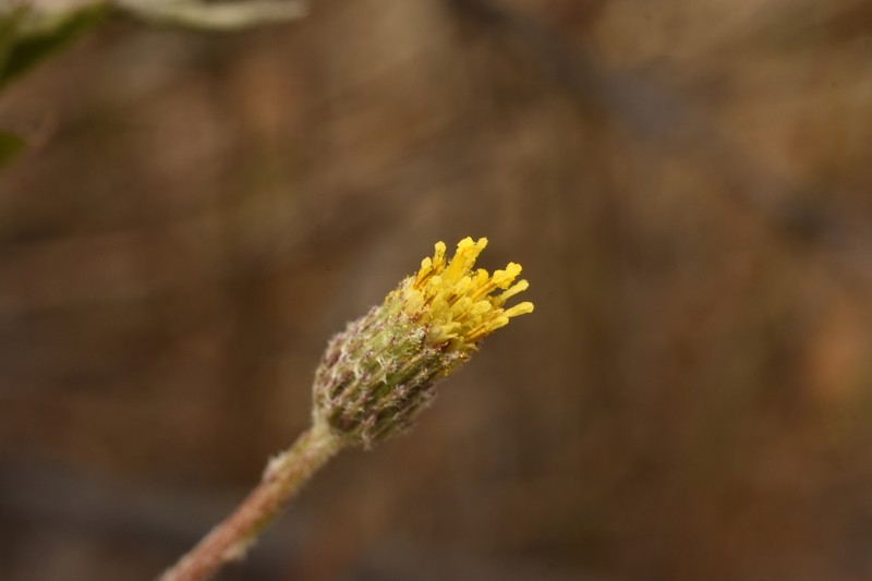 Haplopappus donianus photo 7