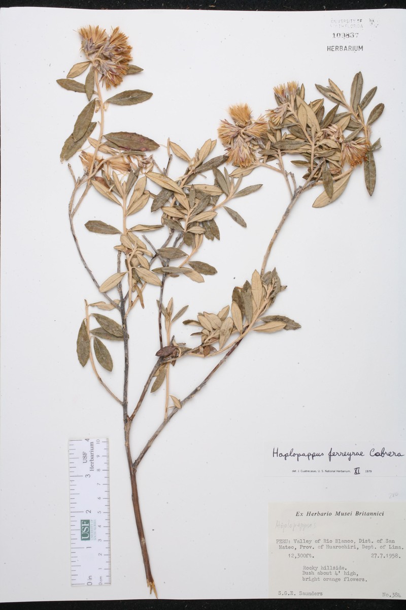 Haplopappus ferreyrae