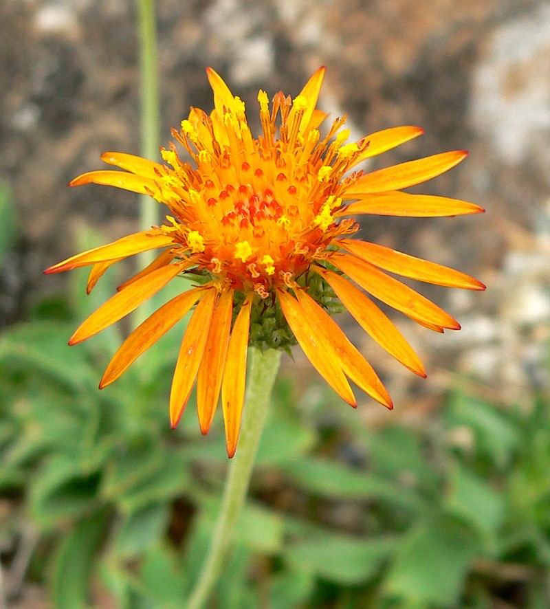 Haplopappus foliosus