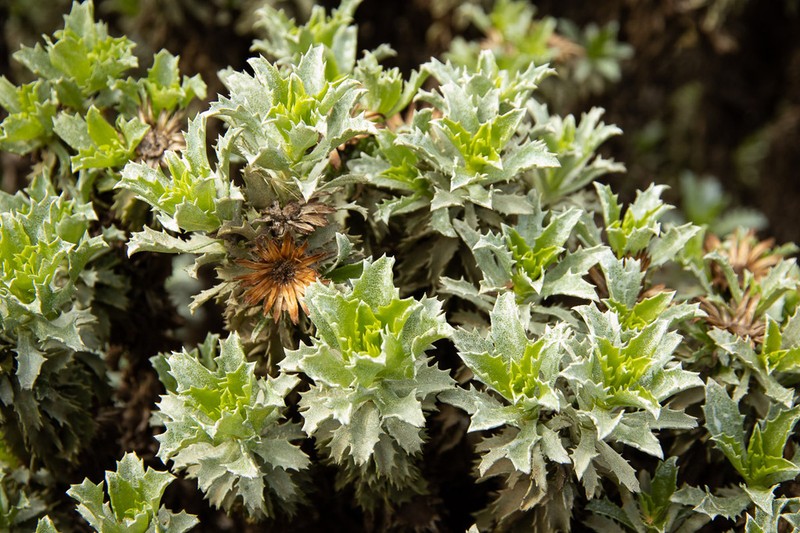 Haplopappus foliosus photo 2