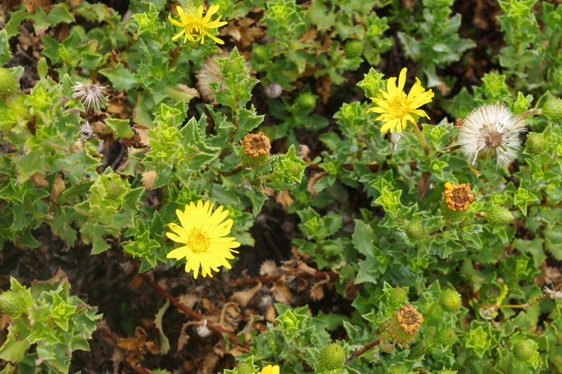 Haplopappus foliosus photo 4