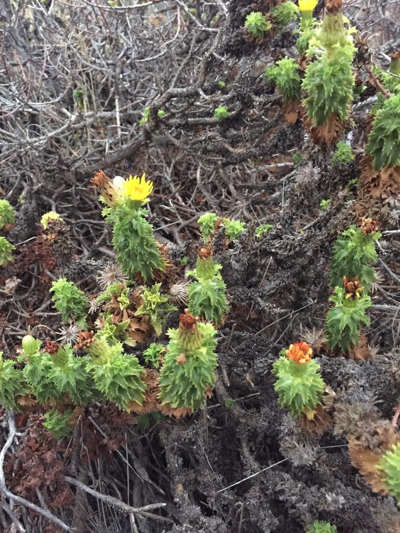Haplopappus foliosus photo 5