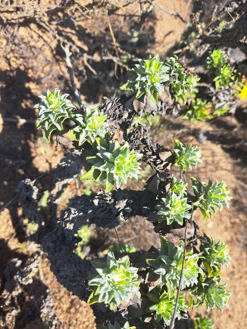 Haplopappus foliosus photo 6