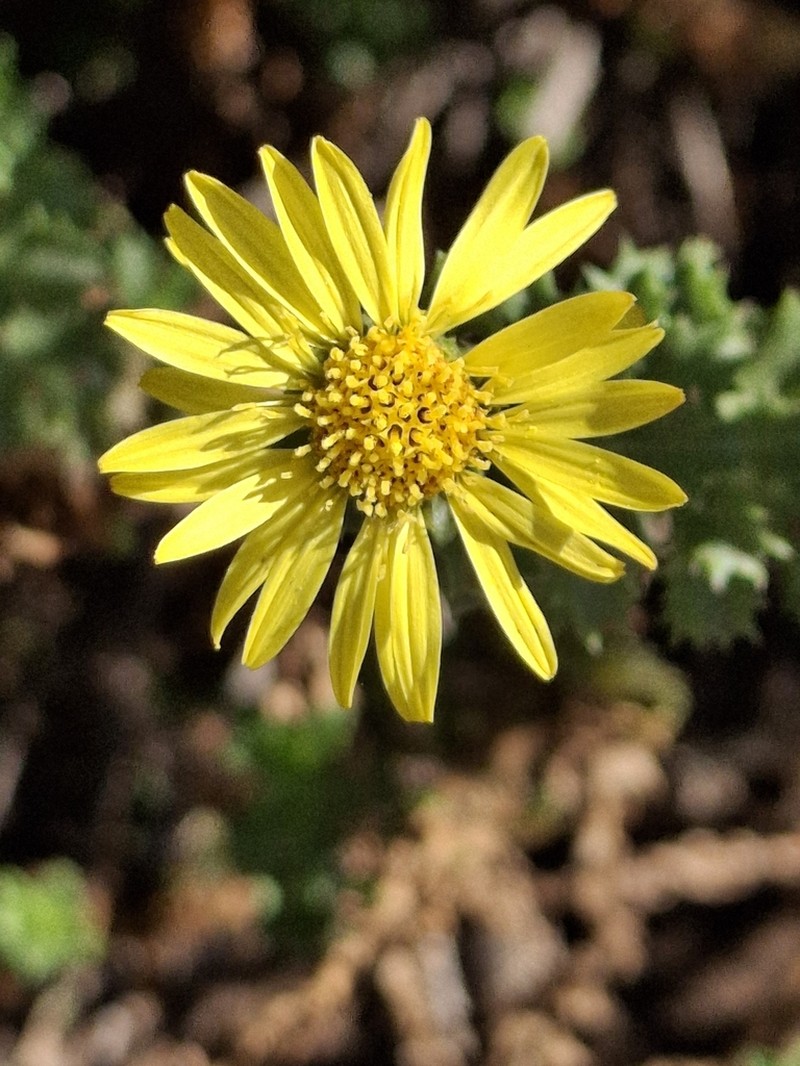 Haplopappus foliosus photo 7