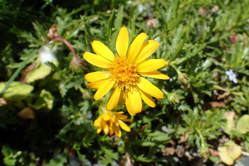 Haplopappus glutinosus